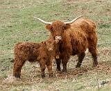 Highland Cow and calf 9Y316D-016